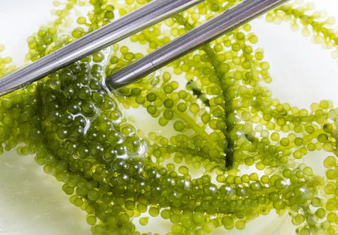 Green Caviar, a must-have anti-ageing treatment - skinChemists
